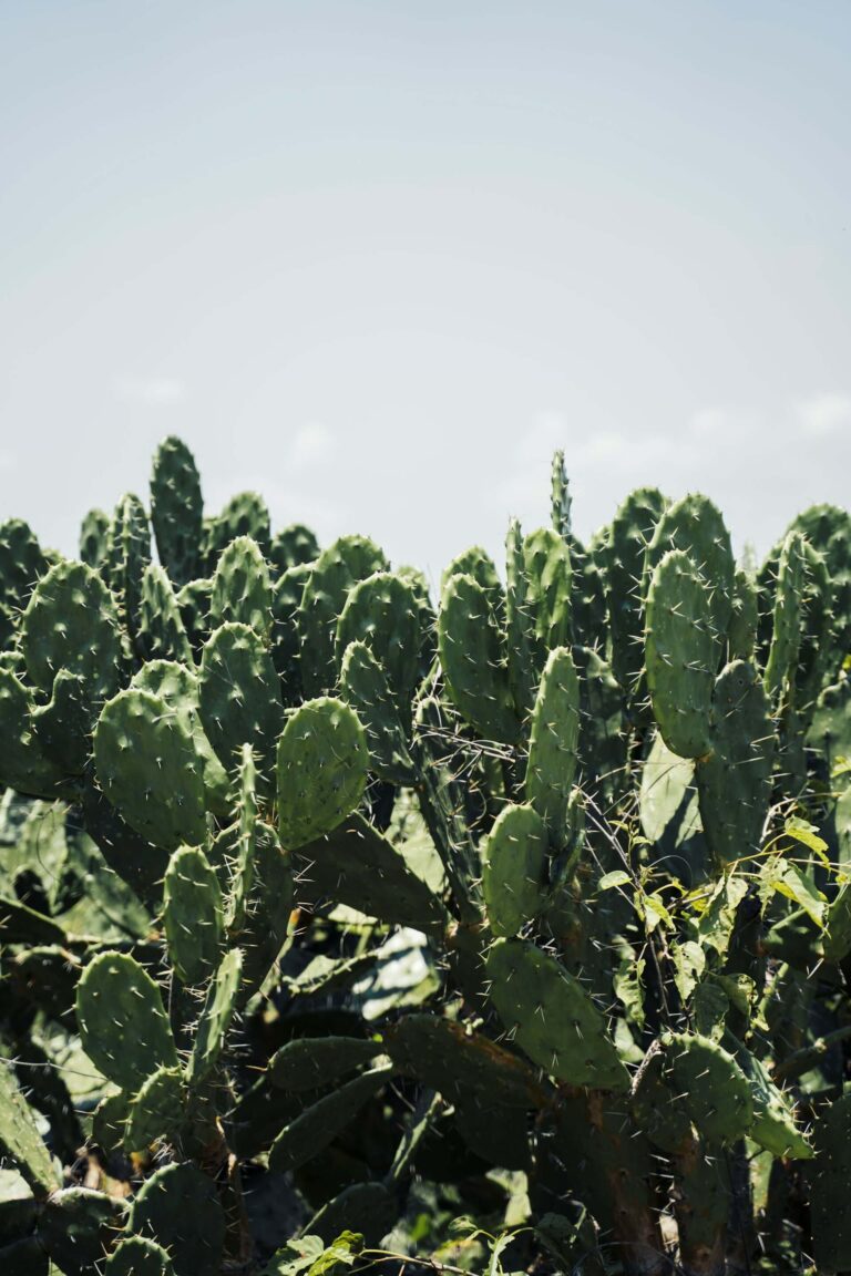 Mexico bezienswaardigheden header